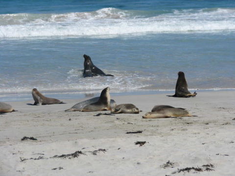 2-Day Kangaroo Island Adventure Tour From Adelaide - New South Wales Tourism  5