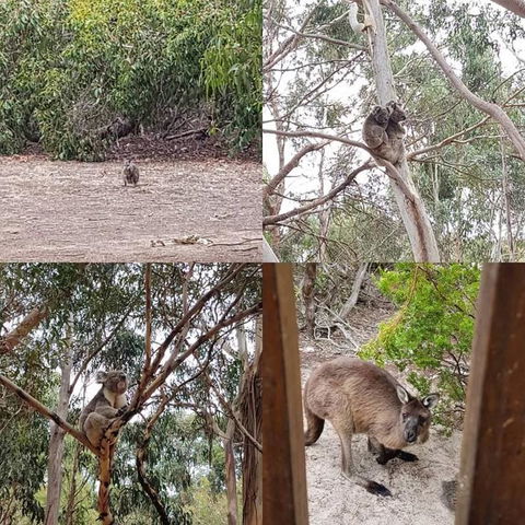2-Day Kangaroo Island Adventure Tour From Adelaide - New South Wales Tourism  3