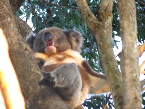 2-Day Kangaroo Island Adventure Tour From Adelaide - New South Wales Tourism  7