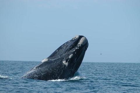 3 Day Whale Watching Tour From Adelaide - New South Wales Tourism  1