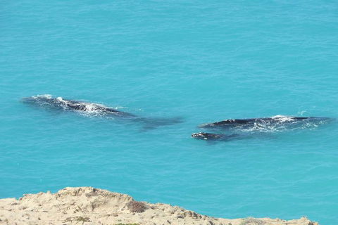 3 Day Whale Watching Tour From Adelaide - New South Wales Tourism  7