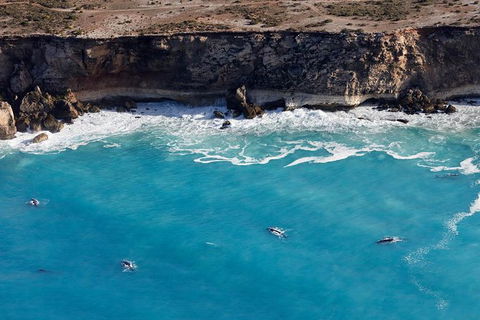 3 Day Whale Watching Tour From Adelaide - New South Wales Tourism  14