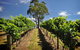 Small Group Adelaide Hills And Hahndorf Hideaway Tour From Adelaide - thumb 1
