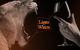 Monarto Safari Park: Ultimate Lions & Wines Experience From Adelaide - thumb 0