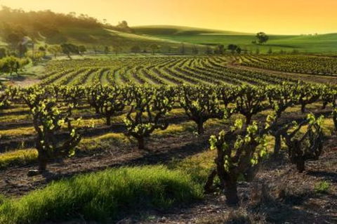 Adelaide Super Saver: Adelaide City Sightseeing Tour Plus Barossa Valley And Hahndorf Tour - New South Wales Tourism  1