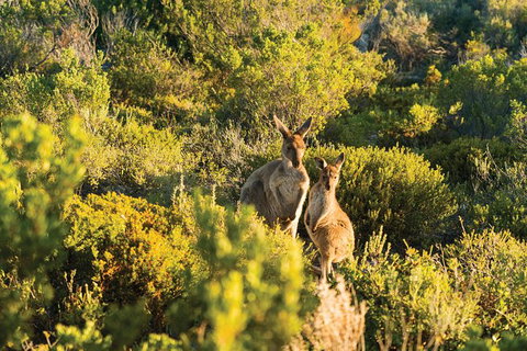 Coffin Bay Day Tour - A Taste Of Coffin Bay - New South Wales Tourism  11