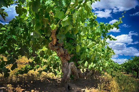 Small Tour Barossa Valley Voyager Tour From Adelaide Or Glenelg - New South Wales Tourism  2