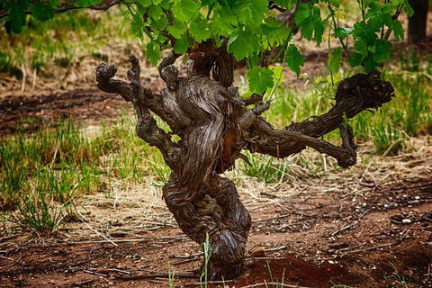 Small Tour Barossa Valley Voyager Tour From Adelaide Or Glenelg - New South Wales Tourism  11