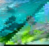 Half-Day Sea Lion Snorkeling Tour from Port Lincoln - New South Wales Tourism 