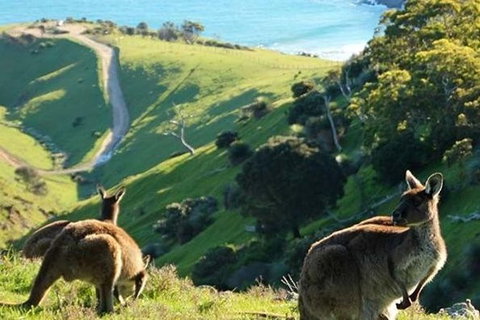 McLaren Vale And Fleurieu Peninsula Day Trip By 4WD Including Gourmet Picnic Lunch - New South Wales Tourism  1