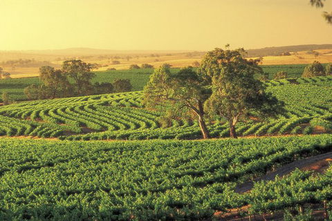 Barossa Valley: Behind The Scenes Private Tour - New South Wales Tourism  3