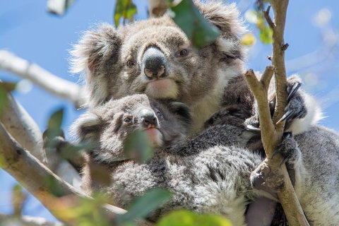 3-Day Adelaide To Melbourne Overland Trip Through Grampians And Great Ocean Road - New South Wales Tourism  3