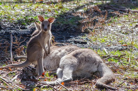 3-Day Adelaide To Melbourne Overland Trip Through Grampians And Great Ocean Road - New South Wales Tourism  10