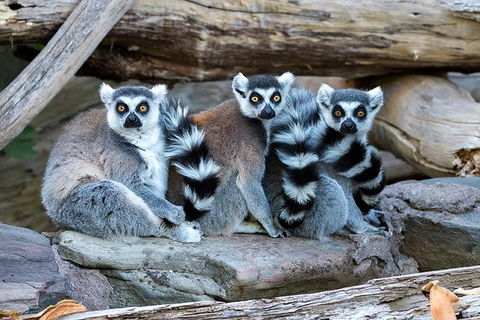 Adelaide Zoo Behind The Scenes Experience: Lemur Feeding - New South Wales Tourism  1