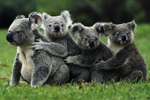 Barossa Private Group 1-13 Tour To Barossa Valley Or McLaren Vale From Adelaide - New South Wales Tourism  35