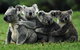 Barossa Private Group 1-13 Tour To Barossa Valley Or McLaren Vale From Adelaide - thumb 20