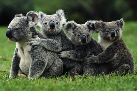 Barossa Private Group 1-13 Tour To Barossa Valley Or McLaren Vale From Adelaide - New South Wales Tourism  20