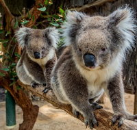 Cleland Wildlife Park Tour from Adelaide including Mount Lofty Summit - New South Wales Tourism 