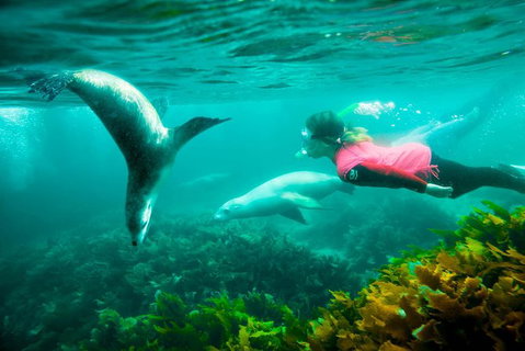 3 Day Port Lincoln And Coffin Bay Tour - New South Wales Tourism  12
