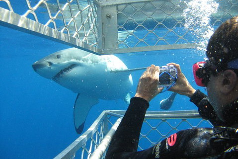 3 Day Port Lincoln And Coffin Bay Tour - New South Wales Tourism  11