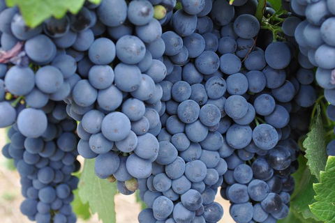 Adelaide Hills Day Tour. Winery Cellar Doors - New South Wales Tourism  7