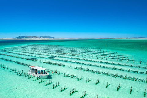 Experience Coffin Bay Short And Sweet Oyster Farm Tour - New South Wales Tourism  5