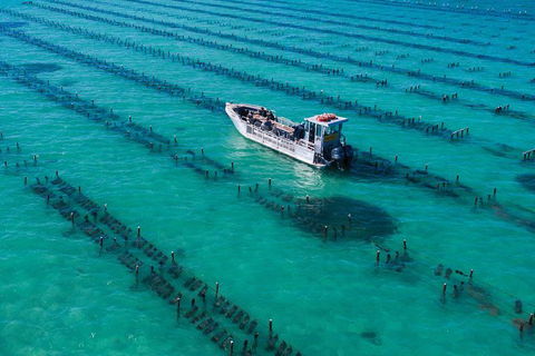 Experience Coffin Bay Short And Sweet Oyster Farm Tour - New South Wales Tourism  7