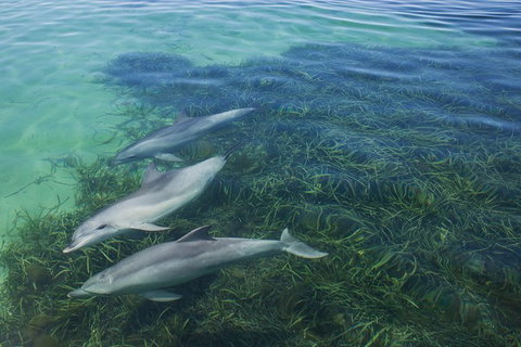 2-Day Exclusive Adelaide Bird And Dolphin Sanctuary Glamping Tour - New South Wales Tourism  1