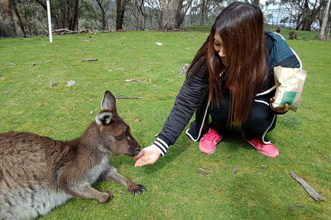 Adelaide Essentials Tour - New South Wales Tourism  0