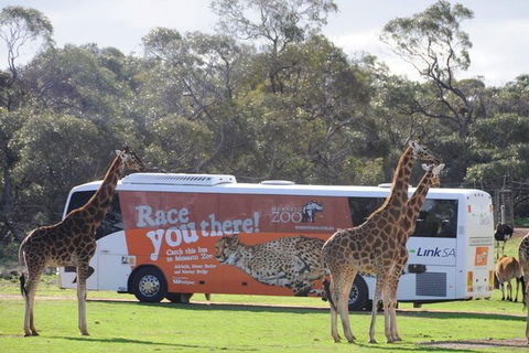 Monarto Safari Park Bus Transfers From Adelaide City - New South Wales Tourism  0