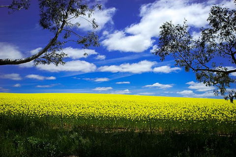 Get UnCorked In Clare Valley Tour From Adelaide - New South Wales Tourism  8