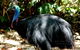 Daintree Rainforest, Cape Tribulation, Mossman Gorge In A Day - thumb 1