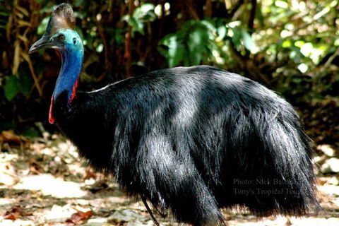 Daintree Rainforest, Cape Tribulation, Mossman Gorge In A Day - New South Wales Tourism  1