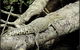 Daintree Rainforest, Cape Tribulation, Mossman Gorge In A Day - thumb 4
