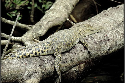 Daintree Rainforest, Cape Tribulation, Mossman Gorge In A Day - New South Wales Tourism  4