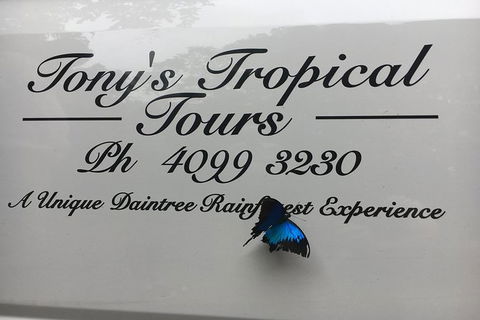Daintree Rainforest, Cape Tribulation, Mossman Gorge In A Day - New South Wales Tourism  7