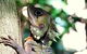 Daintree Rainforest, Cape Tribulation, Mossman Gorge In A Day - thumb 8