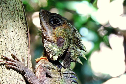 Daintree Rainforest, Cape Tribulation, Mossman Gorge In A Day - New South Wales Tourism  8