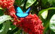 Daintree Rainforest, Cape Tribulation, Mossman Gorge In A Day - thumb 9