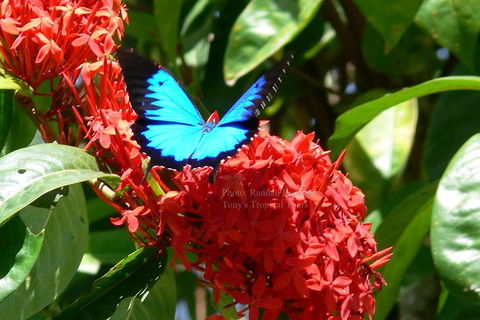 Daintree Rainforest, Cape Tribulation, Mossman Gorge In A Day - New South Wales Tourism  9