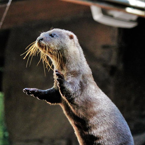 3-Day Fraser Island Resort Package - New South Wales Tourism  4