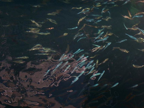 Great Barrier Reef Day Cruise To Reefworld - New South Wales Tourism  17