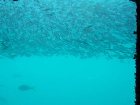 Great Barrier Reef Day Cruise To Reefworld - New South Wales Tourism  10