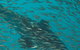 Great Barrier Reef Day Cruise To Reefworld - thumb 2