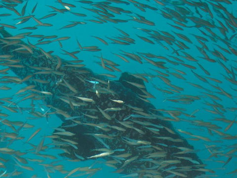 Great Barrier Reef Day Cruise To Reefworld - New South Wales Tourism  2