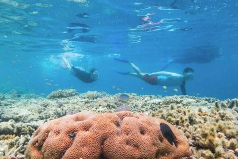 Great Barrier Reef Day Cruise To Reefworld - New South Wales Tourism  1