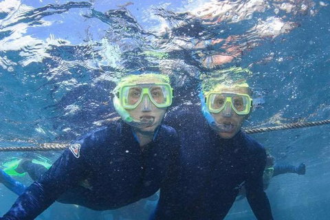 Great Barrier Reef Day Cruise To Reefworld - New South Wales Tourism  3