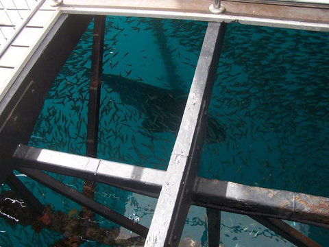 Great Barrier Reef Day Cruise To Reefworld - New South Wales Tourism  19