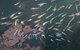 Great Barrier Reef Day Cruise To Reefworld - thumb 18