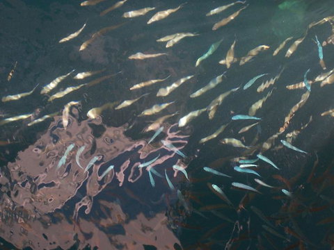 Great Barrier Reef Day Cruise To Reefworld - New South Wales Tourism  18